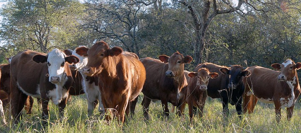 Presenta Asociación Rural de Gral Vte