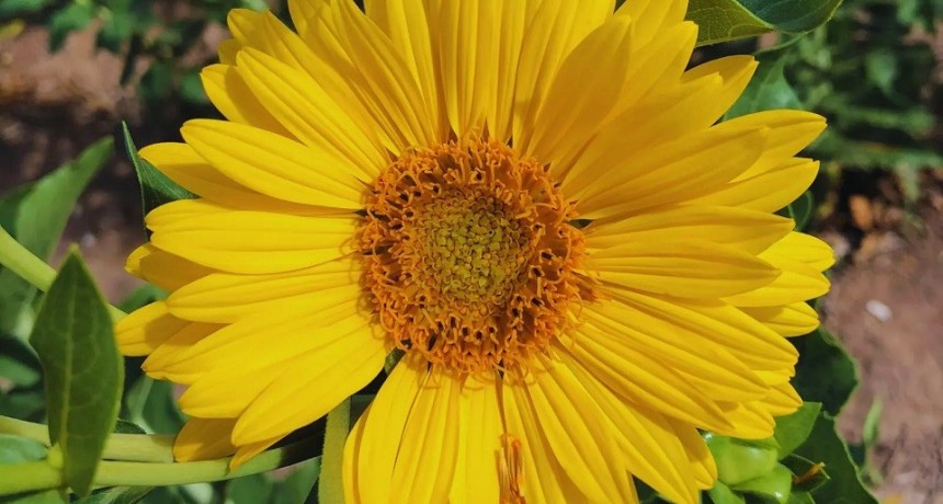 Estudian el potencial del girasol perenne como alternativa forrajera