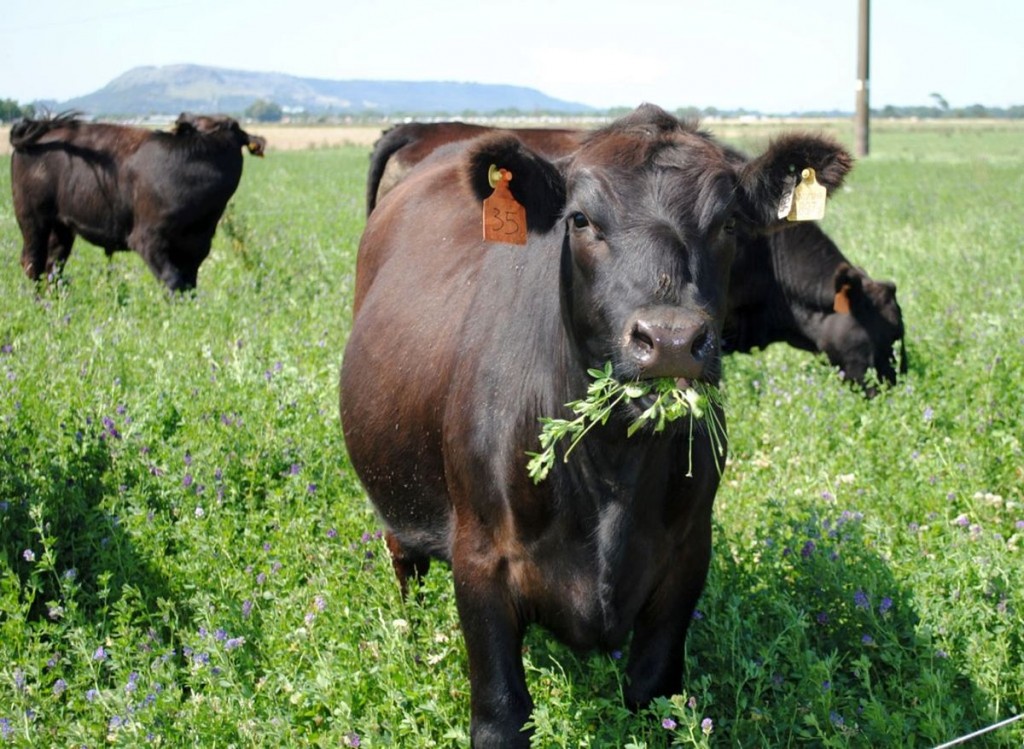 Pastoreo rotativo: la mejor manera de utilizar la alfalfa