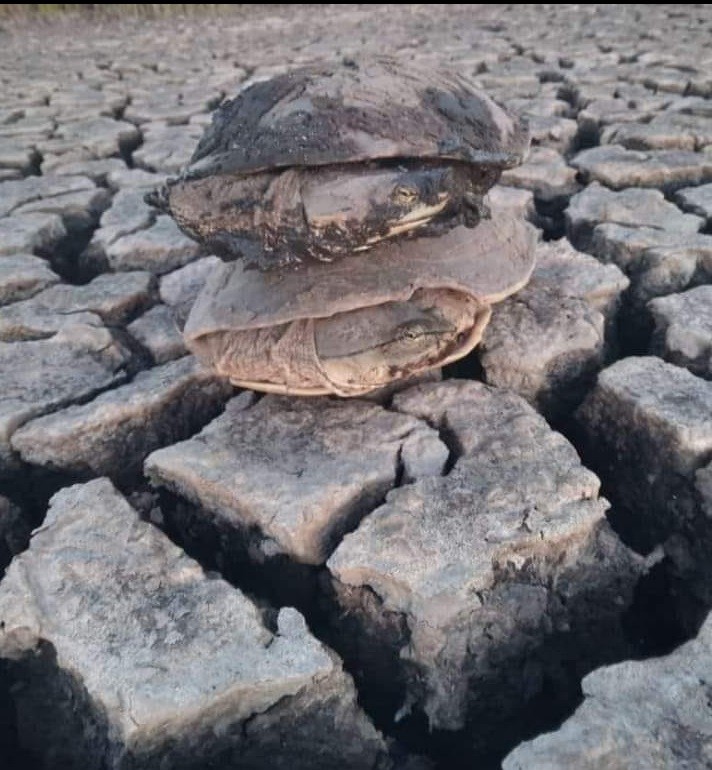 Bomberos rescatan más de 50 tortugas de agua atrapadas en una laguna de Saforcada que se secó