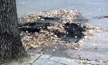 ¿Ud quema las hojas secas ?